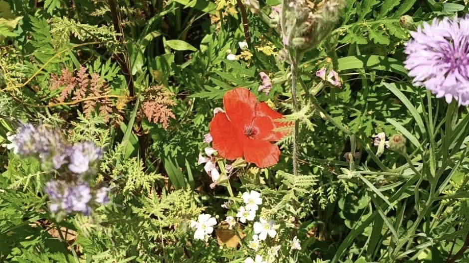 Tutela della biodiversità, a Varallo Pombia area per gli impollinatori nel parco